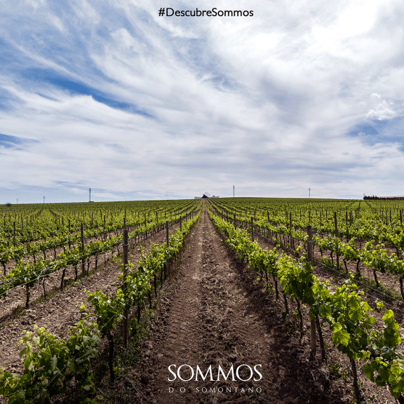 Descubre Sommos