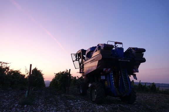 Comienza la vendimia 2022 en Bodega Sommos