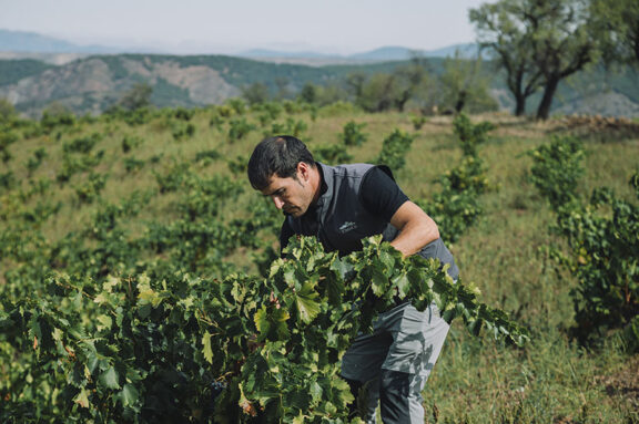 Empezamos con la vendimia en Sommos Garnacha