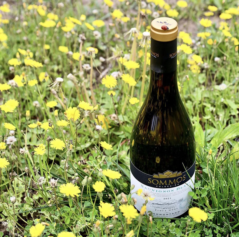 Día del Sauvignon Blanc