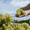 Día internacional de la Chardonnay