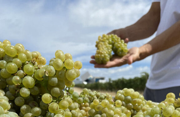 Día internacional de la Chardonnay
