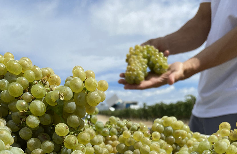 Día internacional de la Chardonnay
