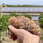Bodega Sommos inicia la vendimia 2025 estrenando el sello de sostenibilidad internacional IWCA