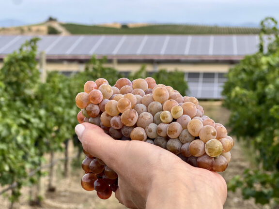 Bodega Sommos inicia la vendimia 2025 estrenando el sello de sostenibilidad internacional IWCA