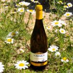 Sommos Chardonnay 2025: la elegancia de una vendimia temprana