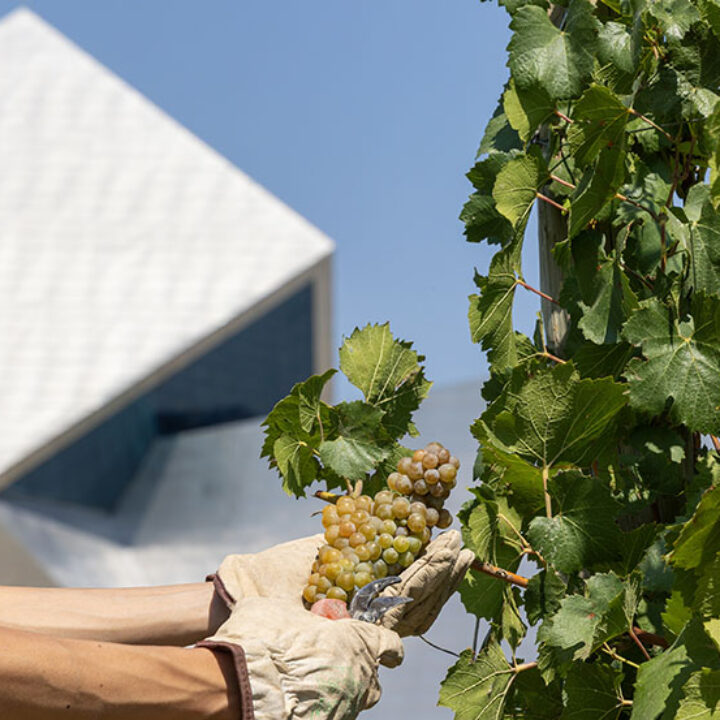 En Bodega Sommos iniciamos la vendimia más temprana de nuestra historia debido a las olas de calor