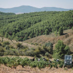 Comienza la vendimia 2026 en Sommos Garnacha